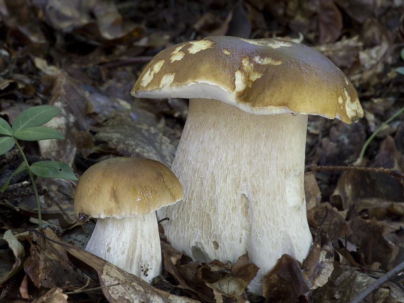 Boletus edulis